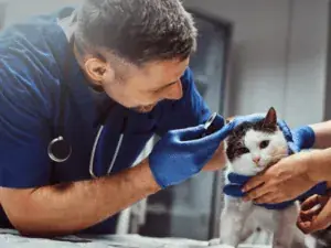 Exame de ouvido em gato durante consulta veterinária